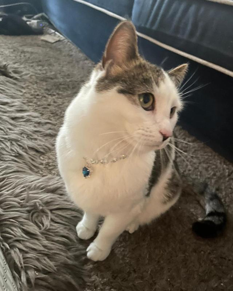 Royal Jewel Collection Pet Collar Blue Diamond Heart Necklace Magnetic Breakaway Safe with Crystal Diamond for Small Dogs & Cats